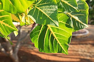 国产独立游戏《瓶子先生和他的梦想》今日Steam发售